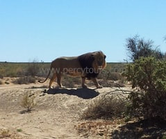 Lion on Safari near Hermanus / Cape Town