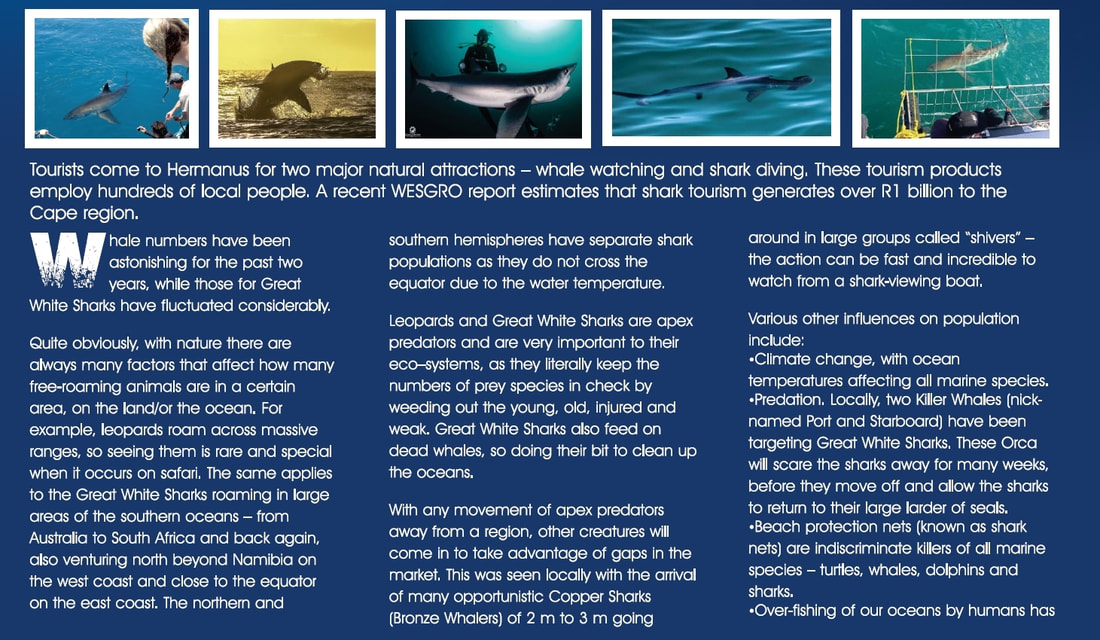 Great White Shark and Copper Shark in Hermanus, Gansbaai, near Cape Town, South Africa, magazine article