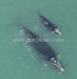 Cessna plane flights over Mother and baby whales, Hermanus