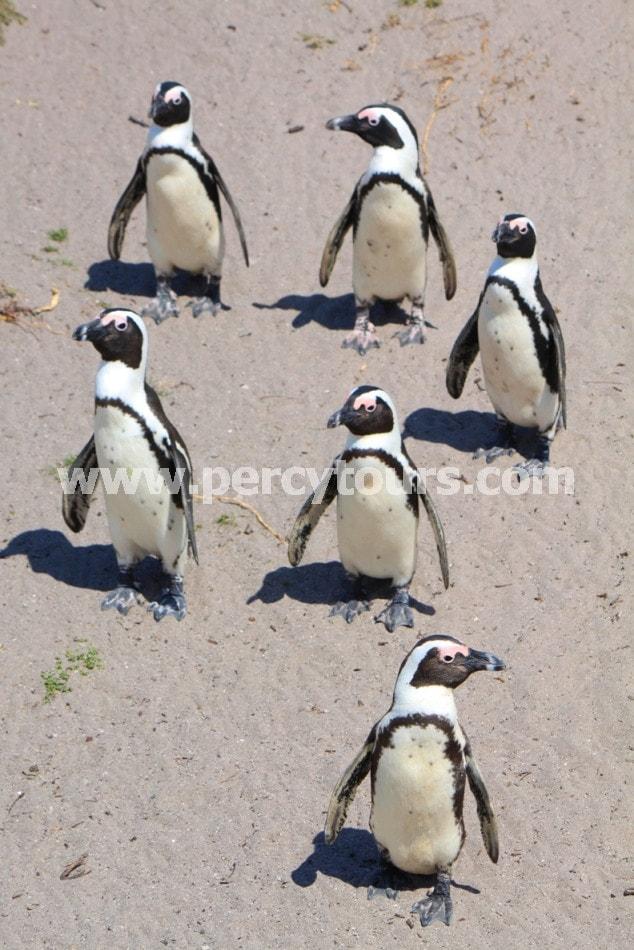 Penguins at Hermanus and Boulders Beach
