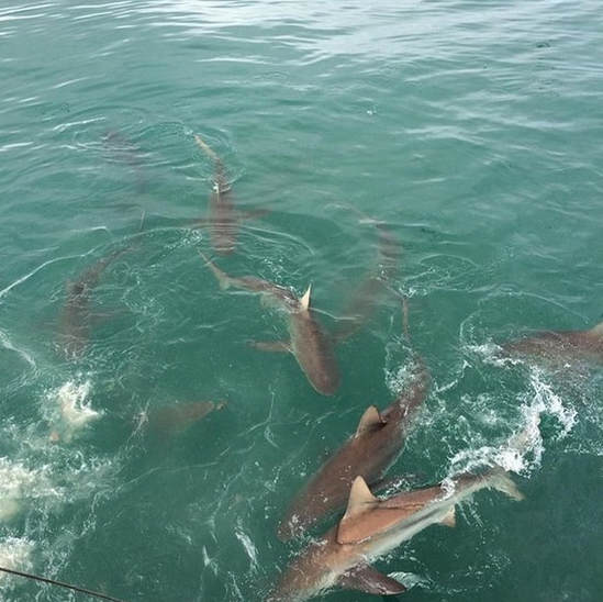 Copper Shark cage diving with the Shark boat companies at Gansbaai near Hermanus South Africa