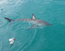 Shark cage diving boat trips, Hermanus, near Cape Town, South Africa