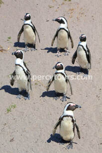 Penguins near Hermanus and Cape Town, South Africa