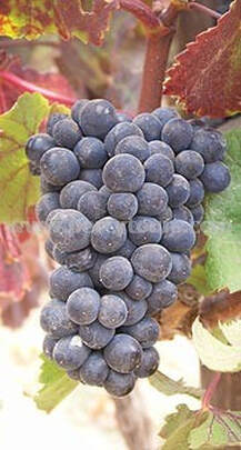 Red wine grapes on vines, winery, wine tours, Hermanus, near Cape Town, South Africa