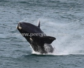 Whale breaching (jumping) Hermanus