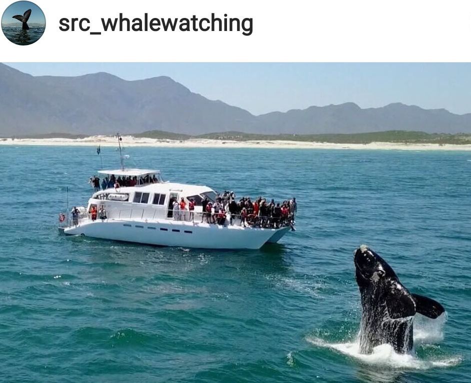 Whale watching in Hermanus, South Africa
