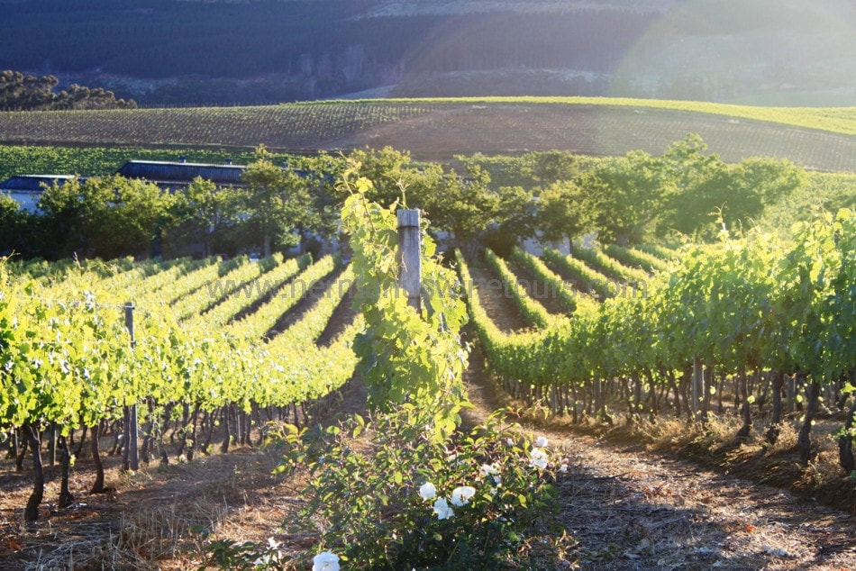 Wine vines in vineyard, winery, wine tours, Hemel-en-Aarde wine valley, Hermanus, near Cape Town, South Africa