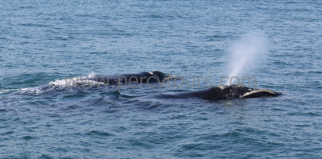 Whale spraying, Hermanus