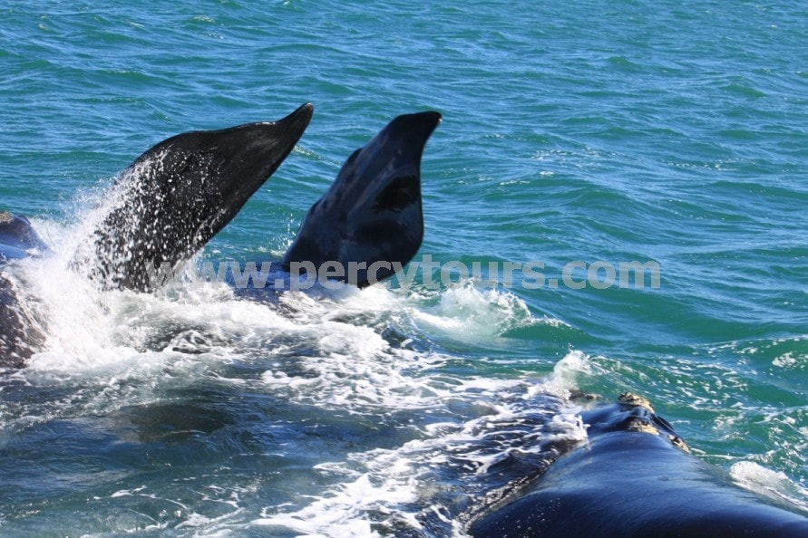 Whale flippers splashing, Hermanus