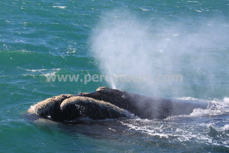Southern Right Whale blowing, Hermanus, near Cape Town, South Africa