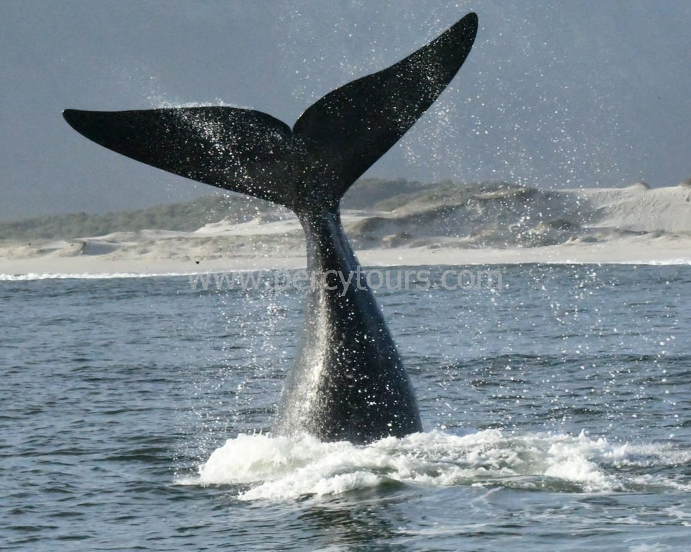 Whale Watching boat trips and walking tours in Hermanus, near Cape Town