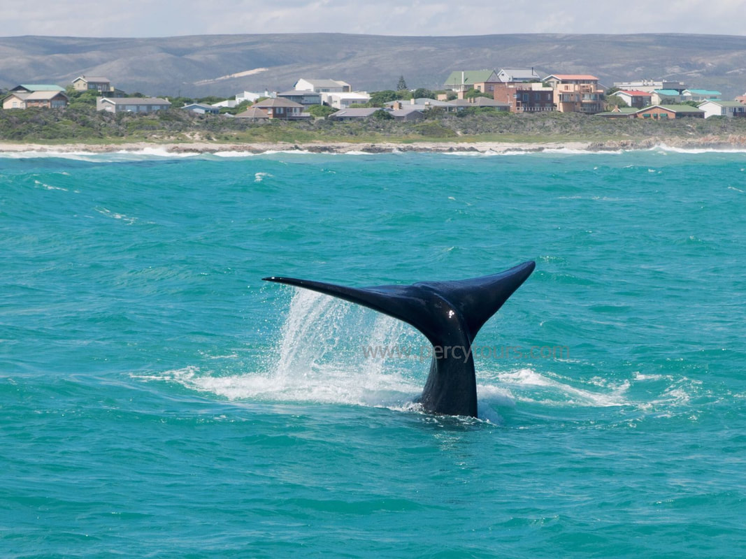 Whale tail in Hermanus, South Africa