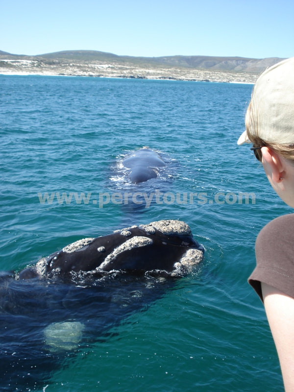 Whale watching boat trips Hermanus, near Cape Town, South Africa