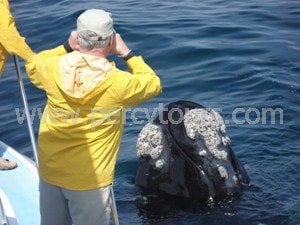 Whale watching boat trips, Hermanus, South Africa