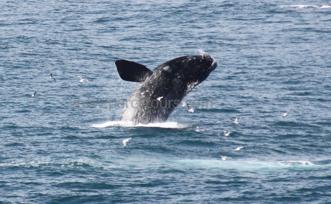 Whale watching Hermanus South Africa