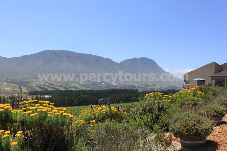 Wineries in massive open scenery and mountain ranges, Hermanus, Cape Town, South Africa