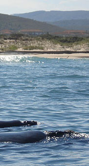 Whale watching boat trips, Plettenberg Bay, Garden Route, Western Cape, South Africa