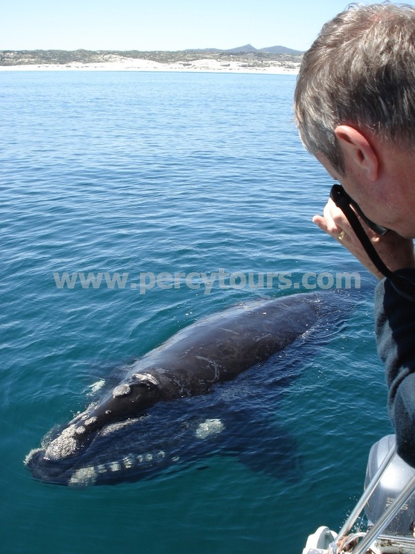 Whale watching boat trips in Hermanus - June to Dec