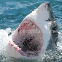 Great White Shark cage diving and boat trips, near Hermanus, Cape Town, South Africa