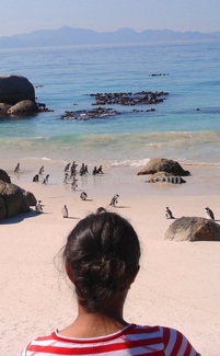 Boulders Beach penguin colony, Simons Town, near Cape Town, South Africa