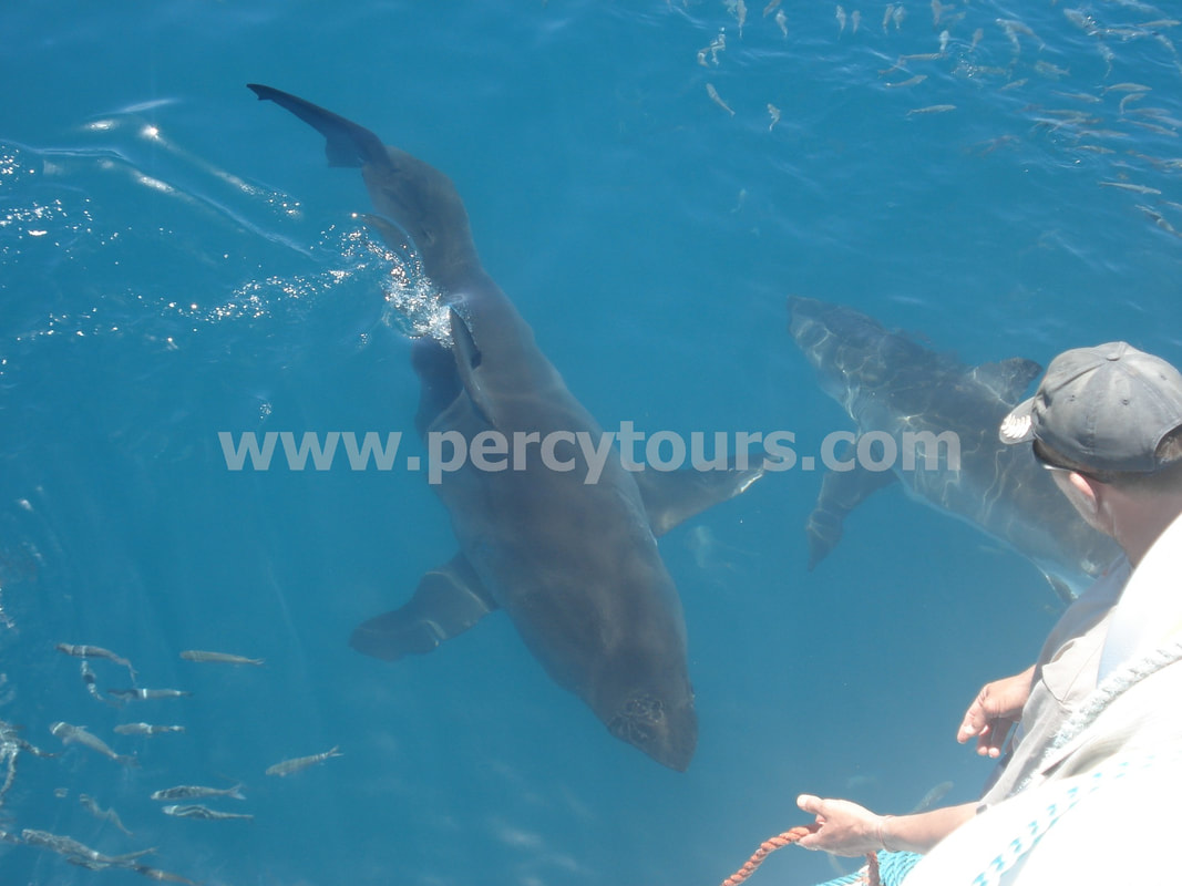 Great White Shark cage diving trips, Gansbaai, near Hermanus, South Africa