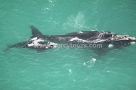 Whales viewed from Cessna plane, Hermanus, near Cape Town, South Africa