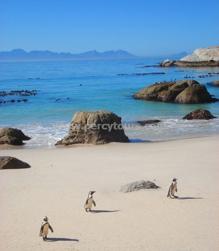 Penguins at Boulders Beach, near Cape Town