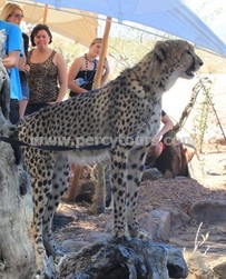 Cheetah encounters on Safari, near Cape Town