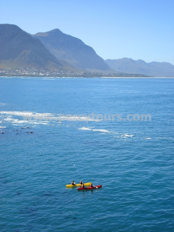Kayaking with the whales at Hermanus