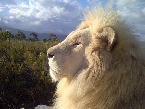 White Lion, Hermanus cat sanctuary