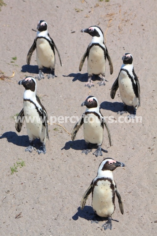 Penguin colony near Hermanus and Cape Town