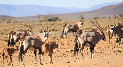 Oryx (Gemsbok) at Safari park