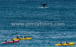Kayaking with Whales, Hermanus