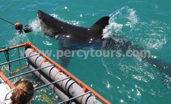 Great White Shark cage diving trips, Hermanus