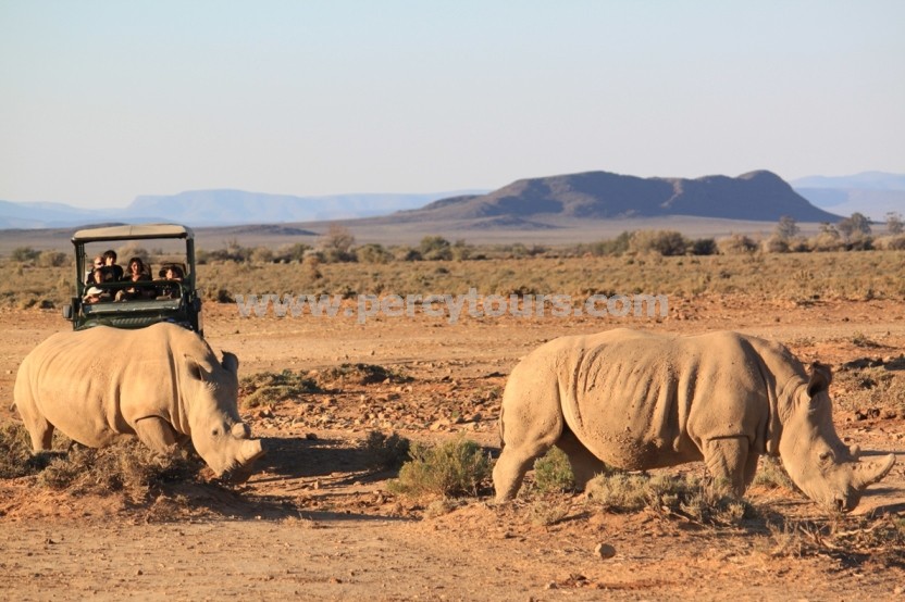Rhino and Safari jeep at Safari park near Cape Town