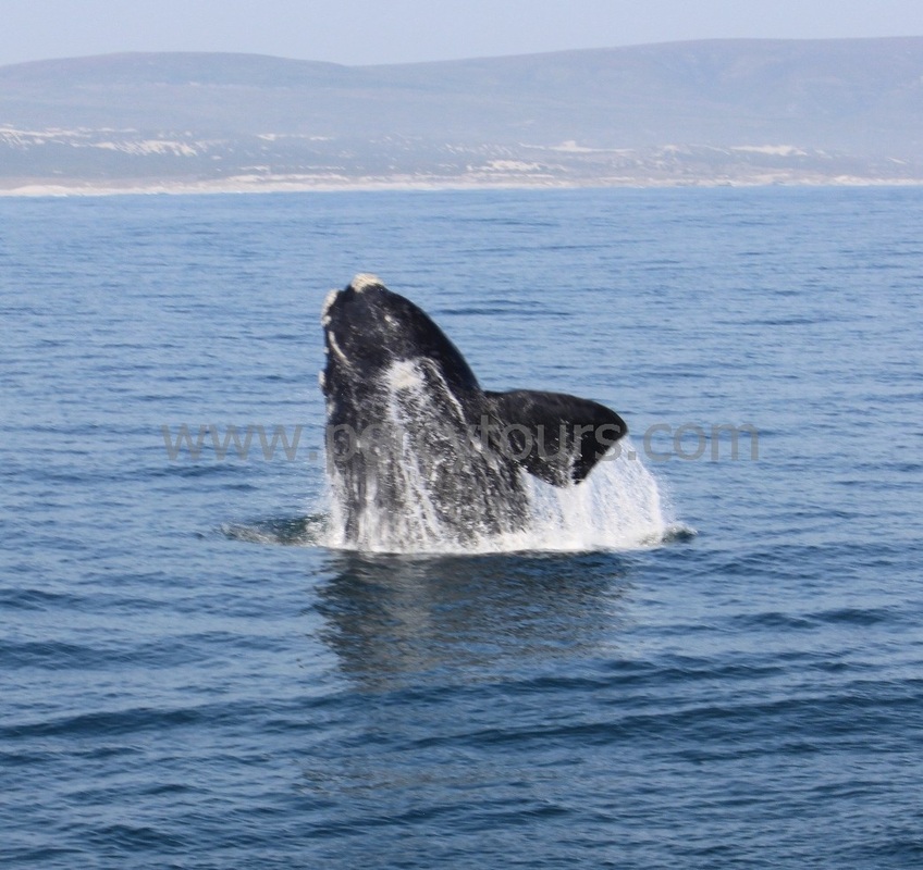 Whale breaching, watching from the boat, Hermanus