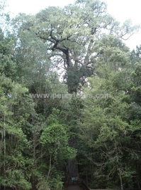 The Big Tree, Kynsna forest, Garden Route, South Africa