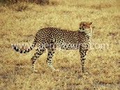 Cheetahs on Safari, near Cape Town