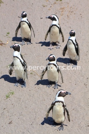 Hermanus Penguin colony, Bettys Bay