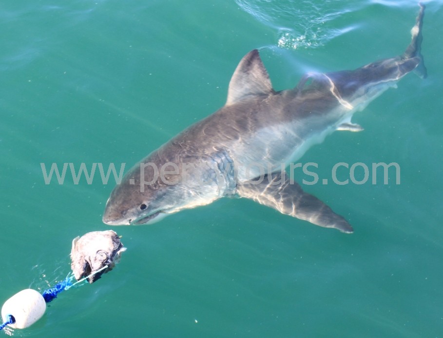 Great White Shark cage diving in Hermanus, South Africa