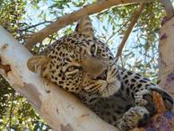 Leopard, Hermanus cat sanctuary