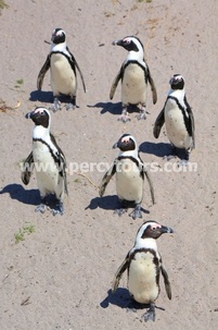 African (Jack ass) penguins, Cape Town, South Africa