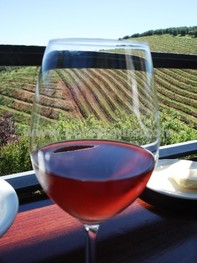 Wine Tours of Hermanus wine region, near Cape Town, South Africa