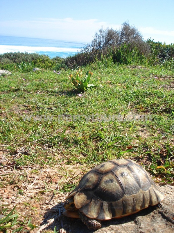 Angulated Tortoise, Cape Point