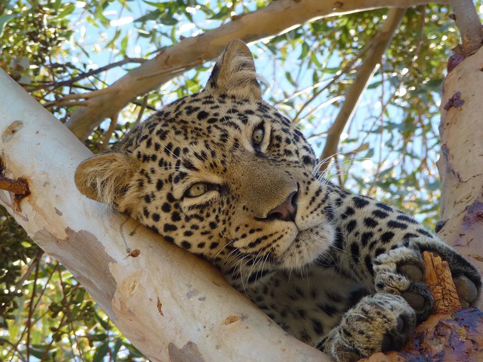 Leopard, Hermanus
