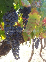 Red grapes on the vine, Stellenbosch winery, near Cape Town, South Africa