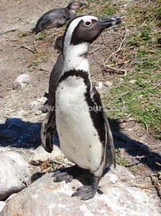 Penguin colony near Hermanus