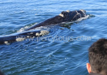 Whale watching in Hermanus is incredible, with many close-up encounters from June to Dec each year
