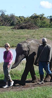 Walking with the elephants, Garden Route, Western Cape, South Africa