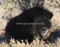 Lion at Safari park, near Cape Town